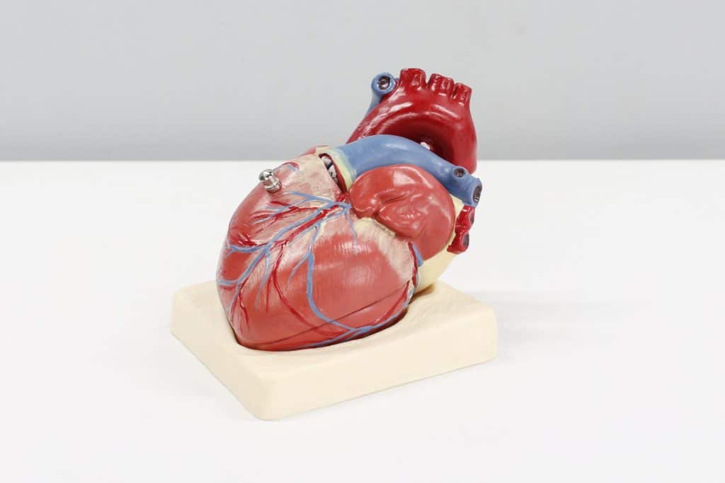 Anatomical human heart model I